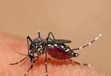 San Luis Potosí se mantiene en el lugar 13 nacional por incidencia de dengue al inicio de 2026